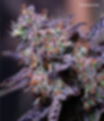 Thumbnail: "Blackberry Moonrocks" Indica Autoflower Feminized SEEDS
