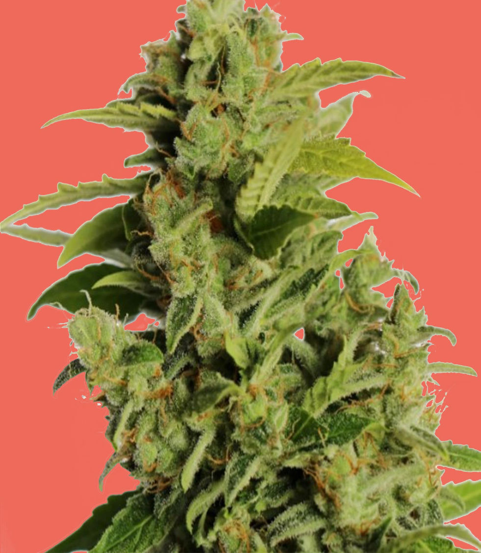 Thumbnail: "Fruity Pebbles" Hybrid Feminized SEEDS