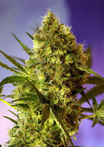 Acapulco Gold