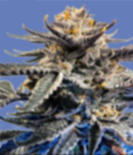 "Gelato" Indica Feminized SEEDS