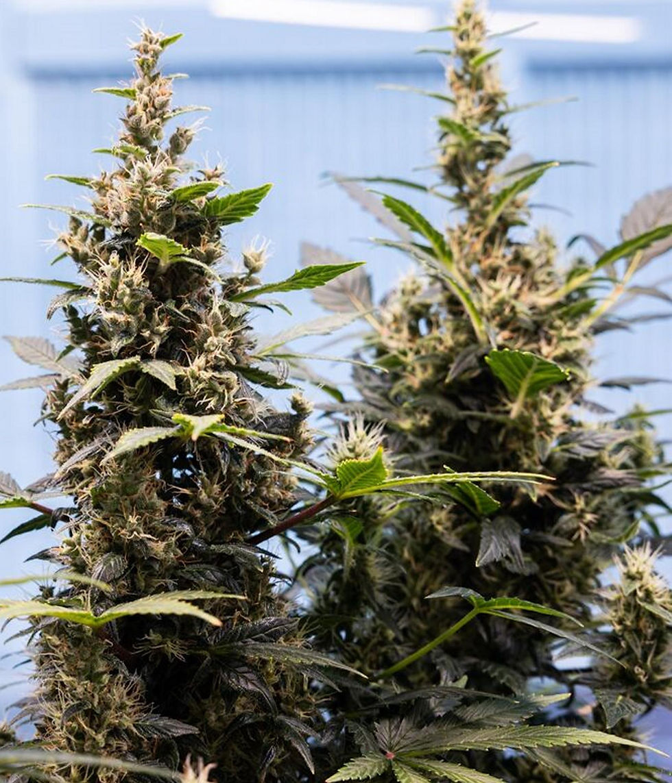 Thumbnail: "Quarter Pounder" Hybrid Autoflower Feminized SEEDS