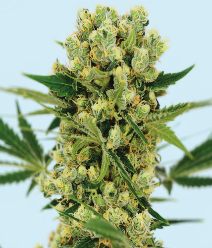 Amnesia Haze