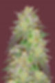 "Godfather OG" Indica Feminized SEEDS