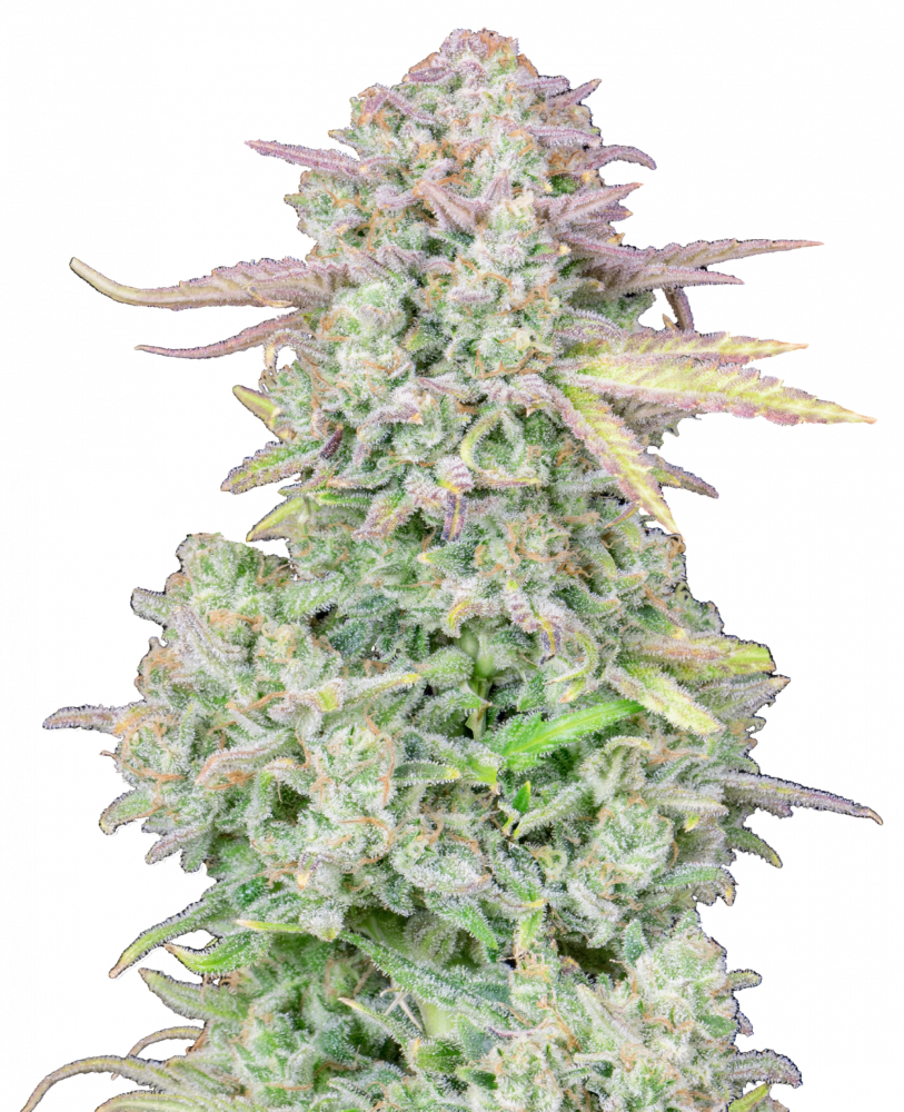 Thumbnail: "Trainwreck" Hybrid Autoflower Feminized SEEDS