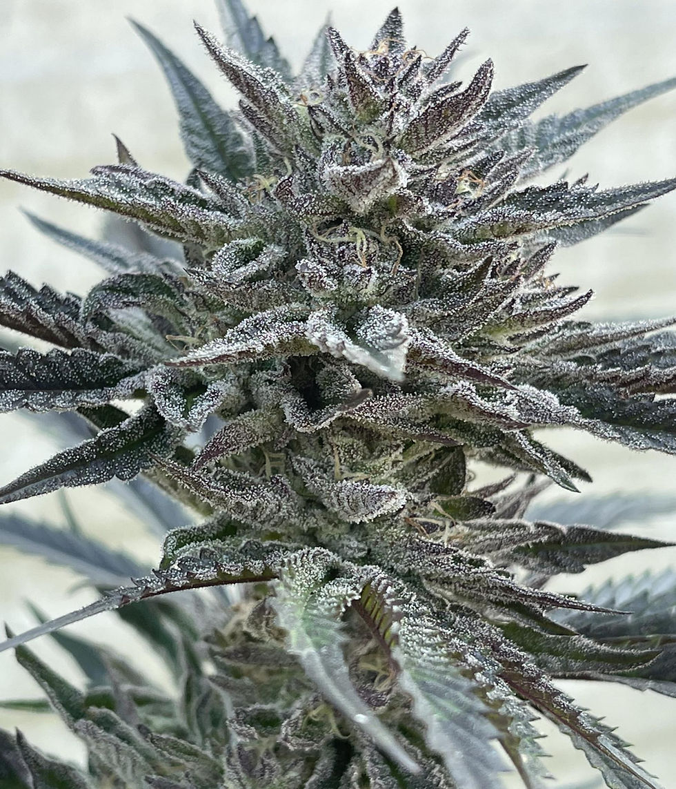 Thumbnail: "Cement Shoes" Indica Feminized SEEDS