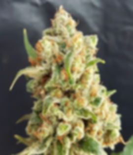 "NYC Diesel" Sativa Autoflower Feminized SEEDS
