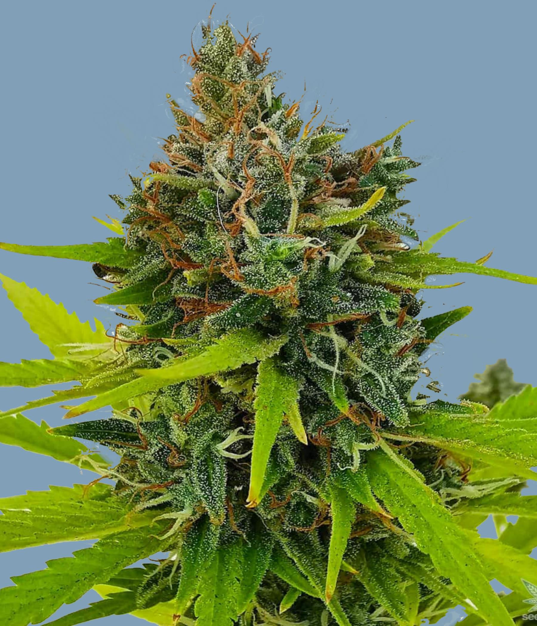 "Northern Lights Big Bud" Indica Feminized SEEDS