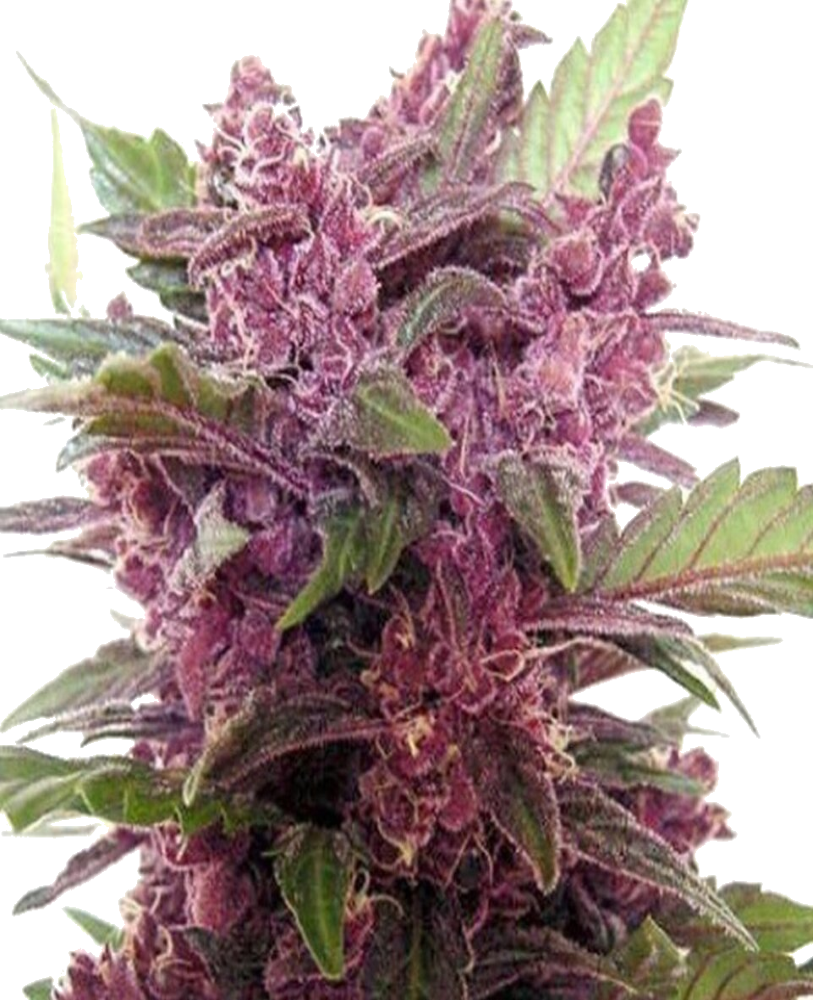 Thumbnail: "Purple Haze" Hybrid Autoflower Feminized SEEDS