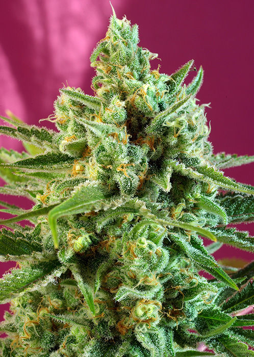 Thumbnail: "Skywalker Haze" Sativa Feminized SEEDS