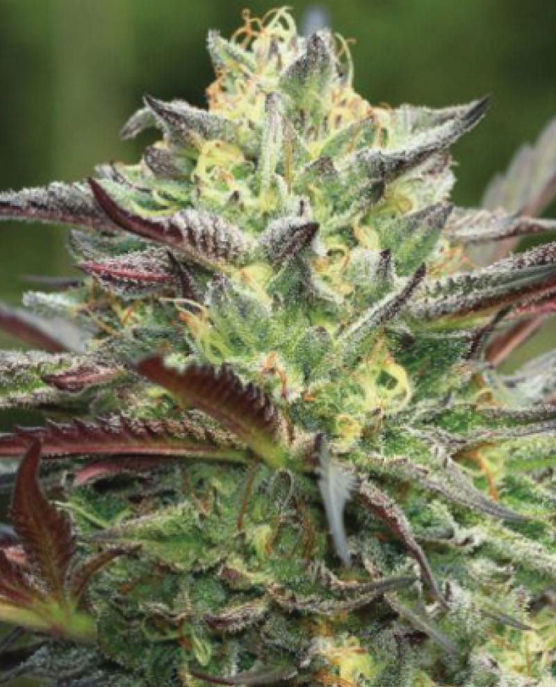 Thumbnail: "Skunk OG" Sativa Autoflower Feminized SEEDS