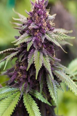 Thumbnail: "Sirius Black" Hybrid Feminized SEEDS
