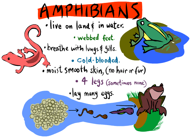 all_amphibians.gif