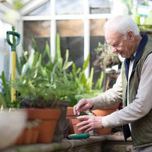 Elderly man in a garden, tending to potted plants. Greenhouse setting with abundant greenery. Calm, focused mood.