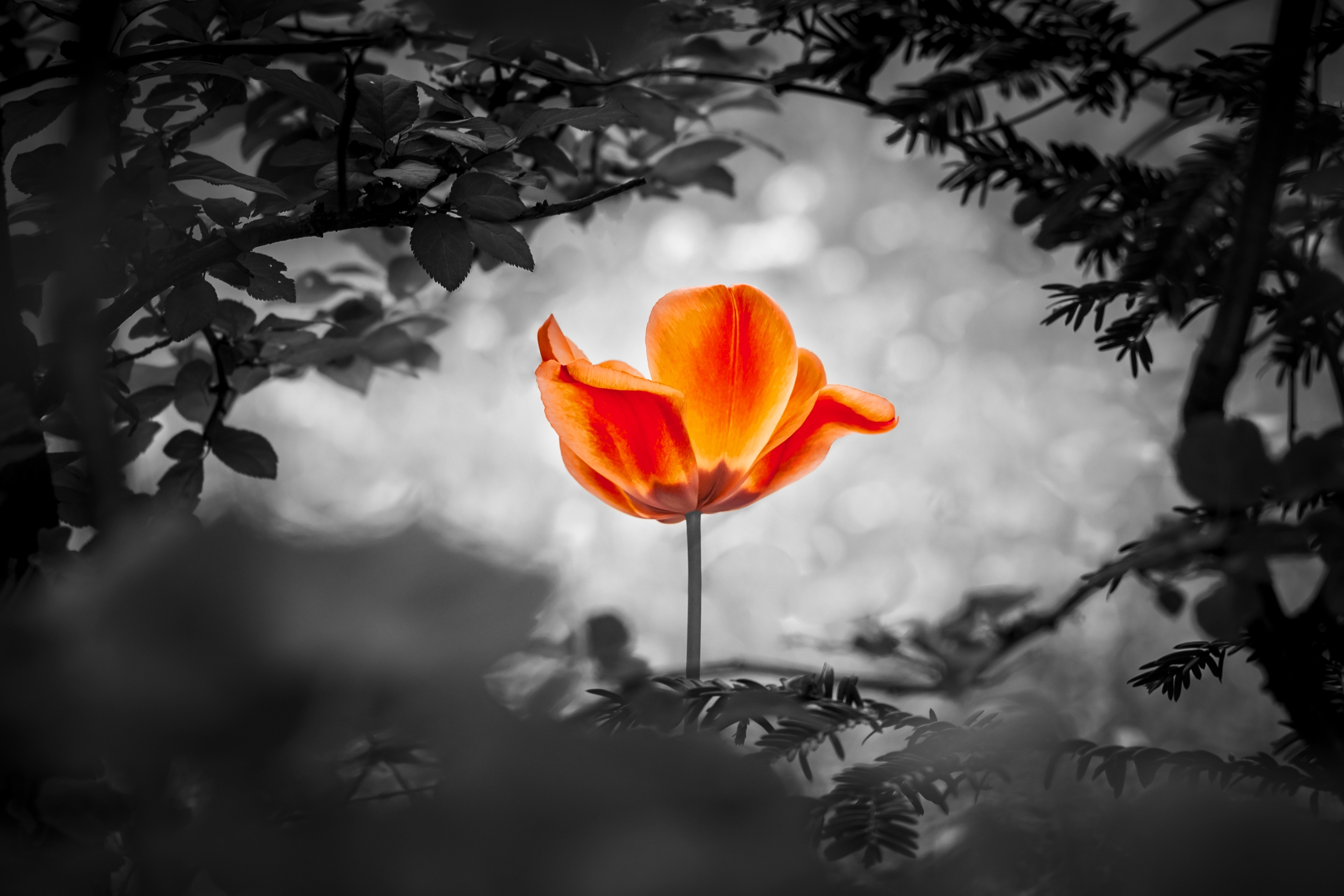 Grief & Loss