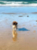 Bramble the spaniel on the beach at Aberach on th eLLyn Peninsula