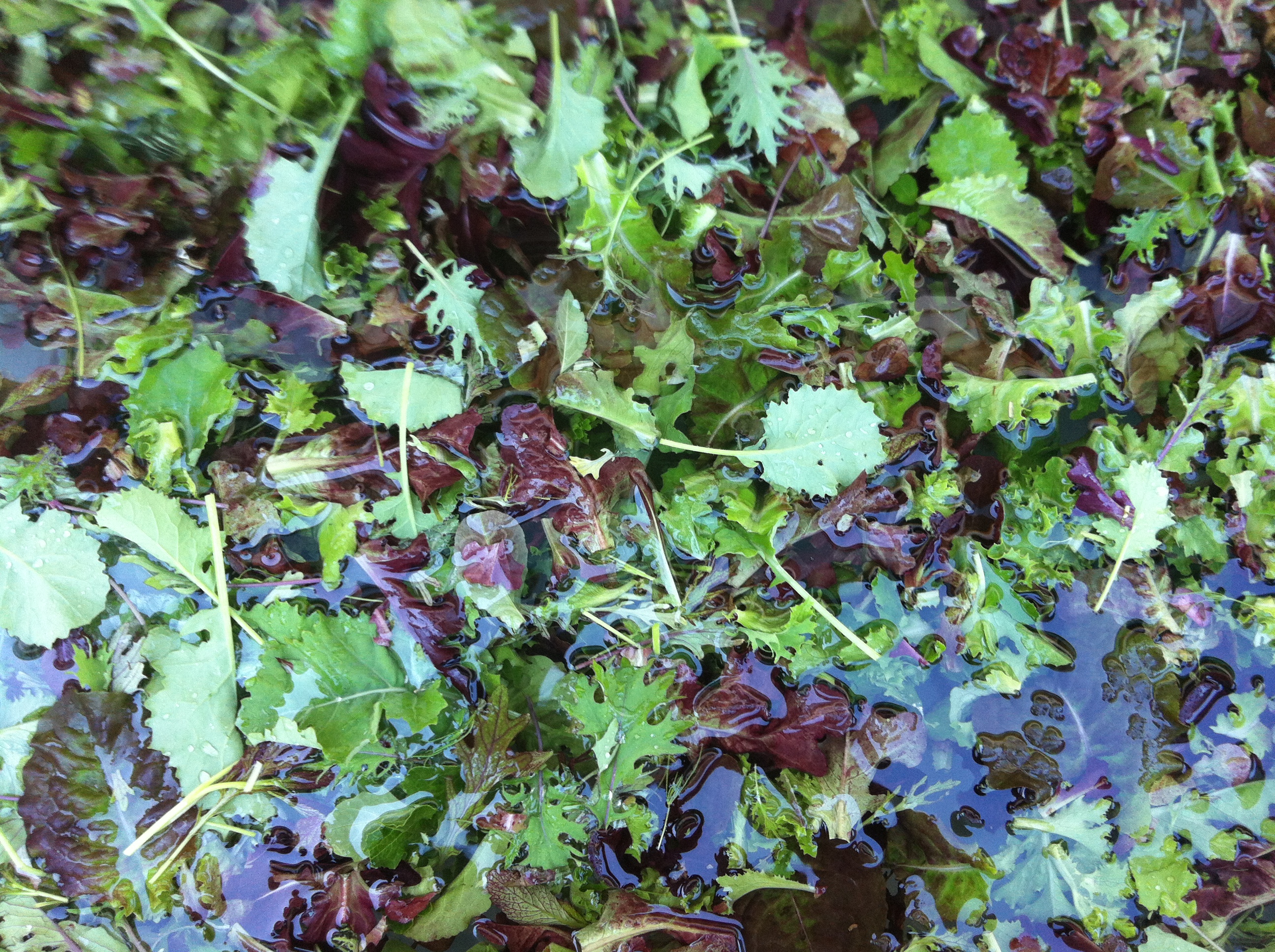 Mesclun Gaïa