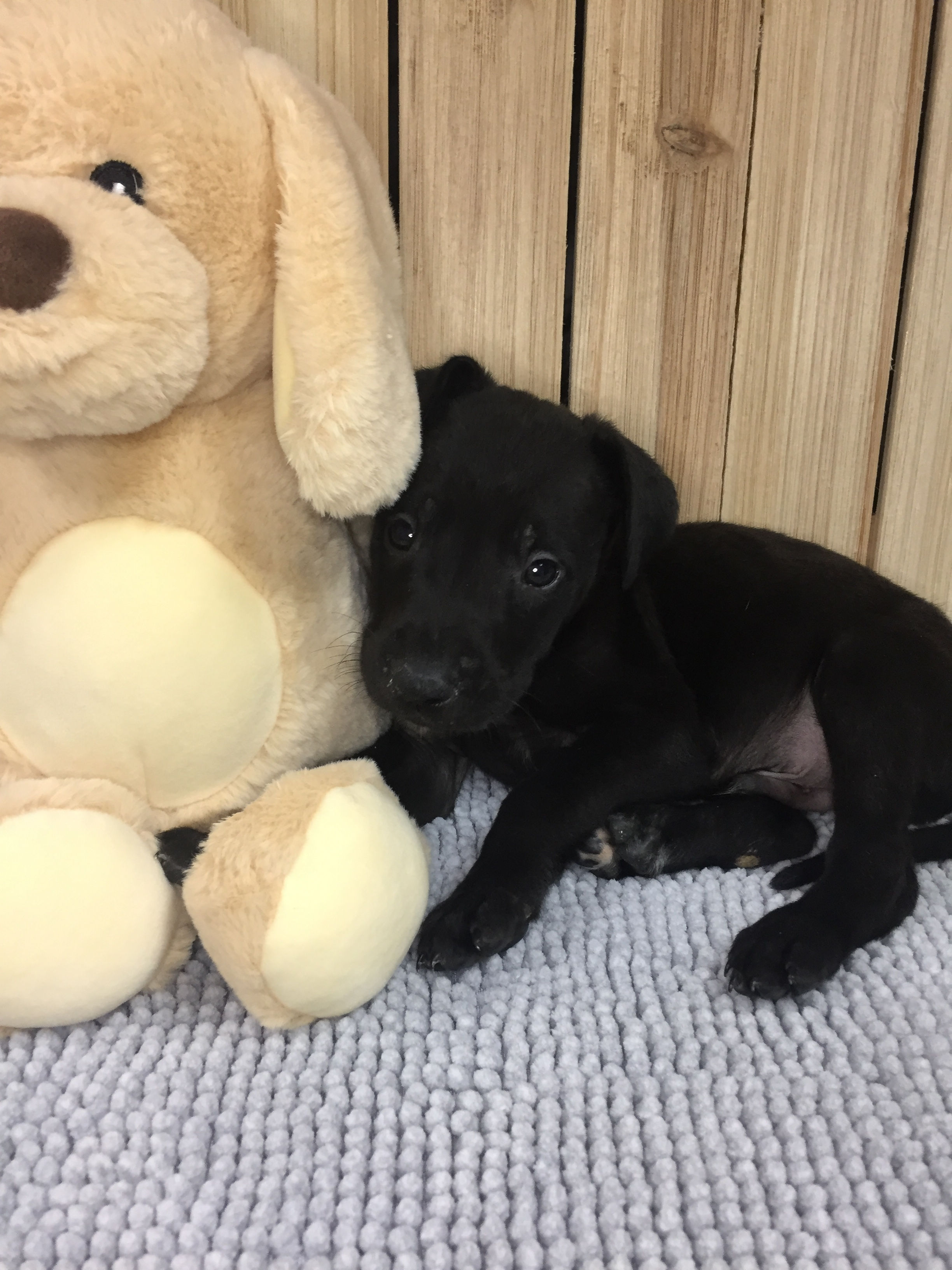 Dane Mastiff - Rocco | Male