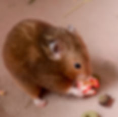 7N6A0805.jpeg