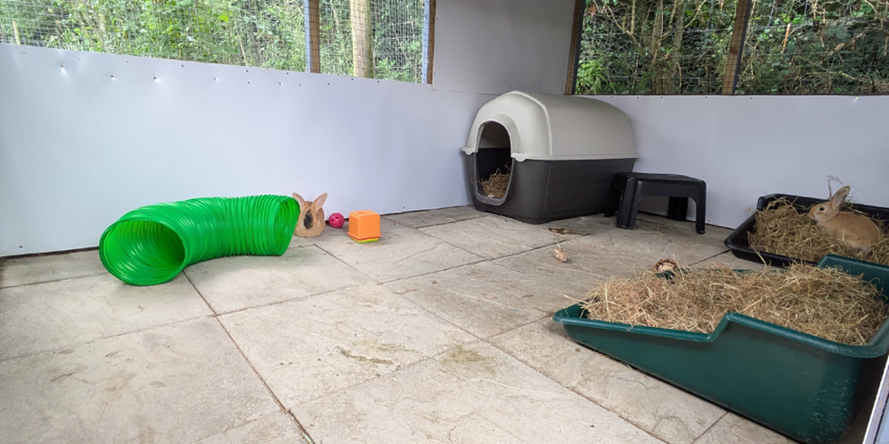 Two rabbits in an enclosure with hay trays and a tunnel. One rabbit peeks from a green tunnel, the other relaxes on hay. Forest backdrop.