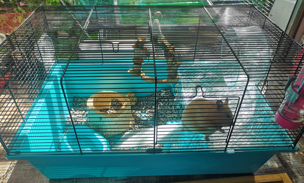 extra large gerbilarium