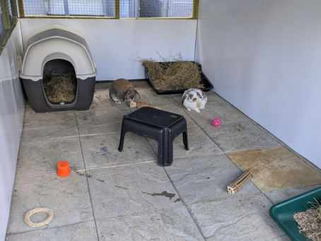Two rabbits in a large welfare driven enclosure in a rescue centre