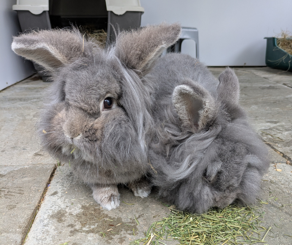 Two fluffy gray rabbits on a stone floor, one nibbling hay and the other looking forward. Background includes an open hutch.