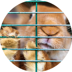 rabbit in cage