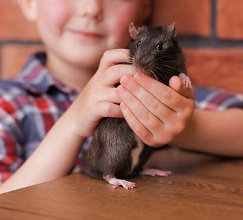 Untitled design (4).jpg