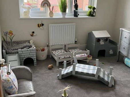 Indoor rabbit room setup with enrichment, litter trays, hay feeding areas and hiding places, showing suitable housing for house rabbits.