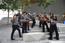 AYO Violas