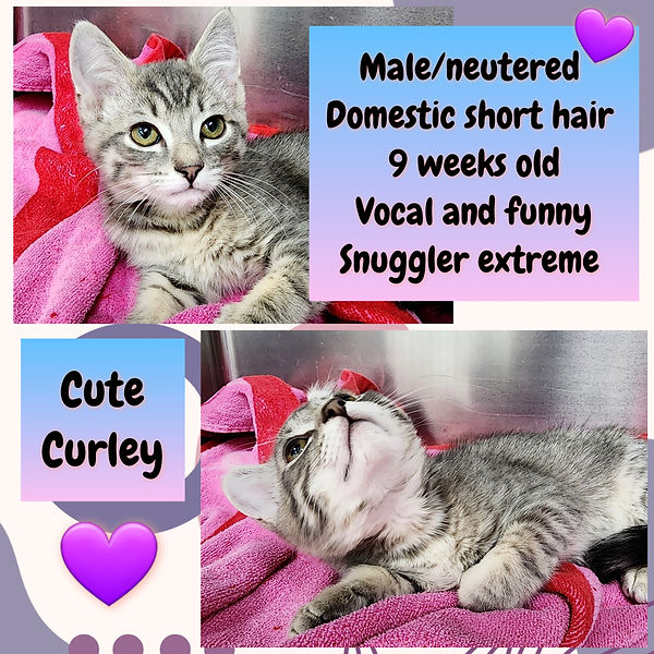 Kittens up for adoption! bestcarevet