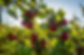British Growers Need More Support