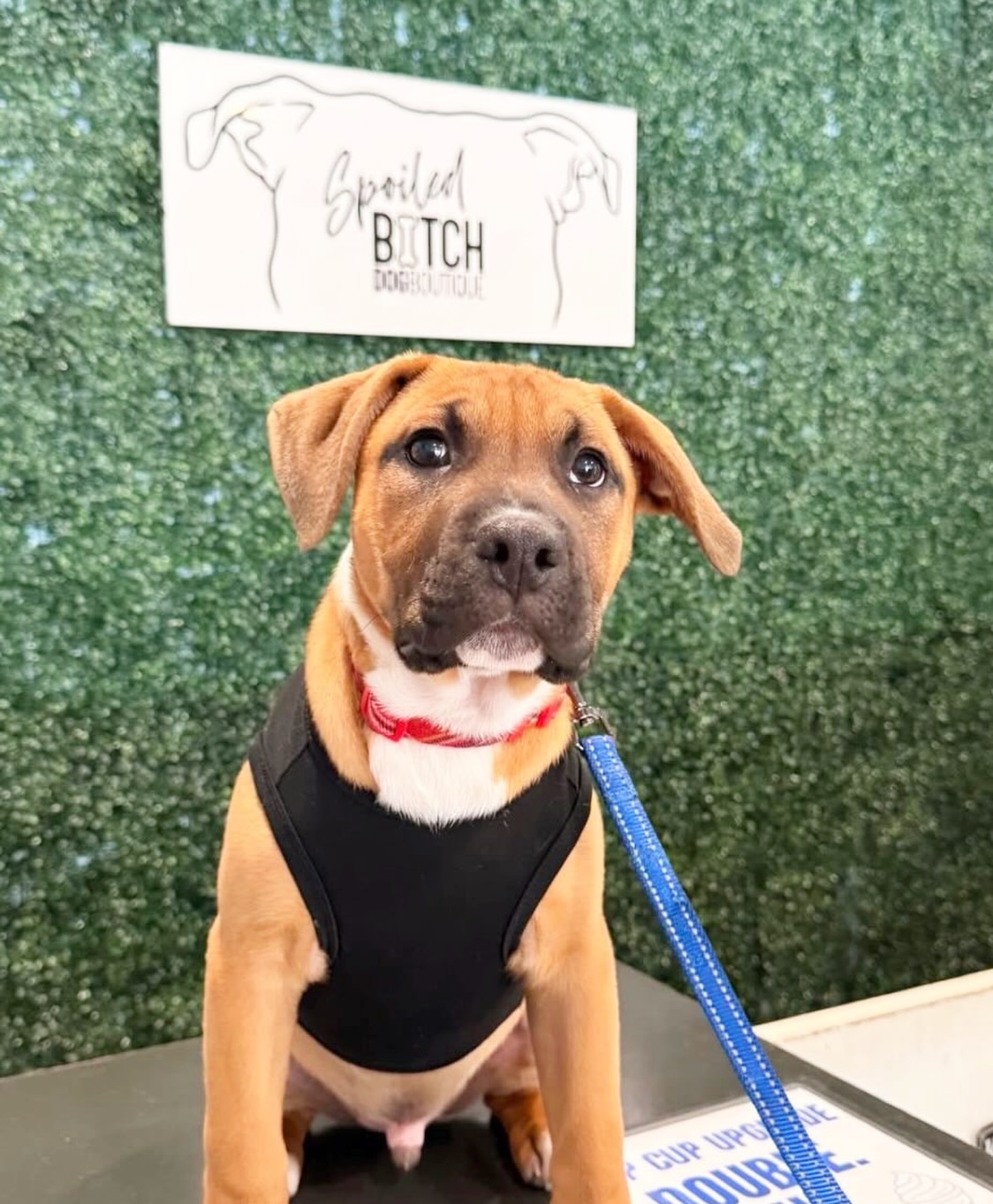 Adoptable Dog Private Shopping