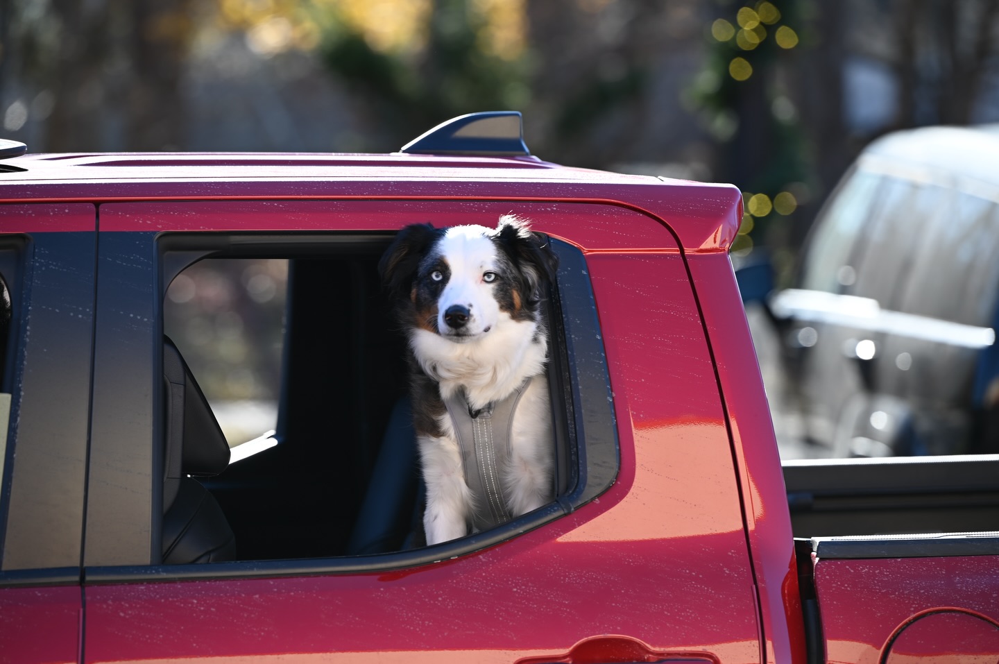 A dog ready for their boutique experience