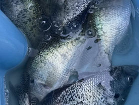 Pickwick Lake Lodge Fishing Report - April 21, 2025
