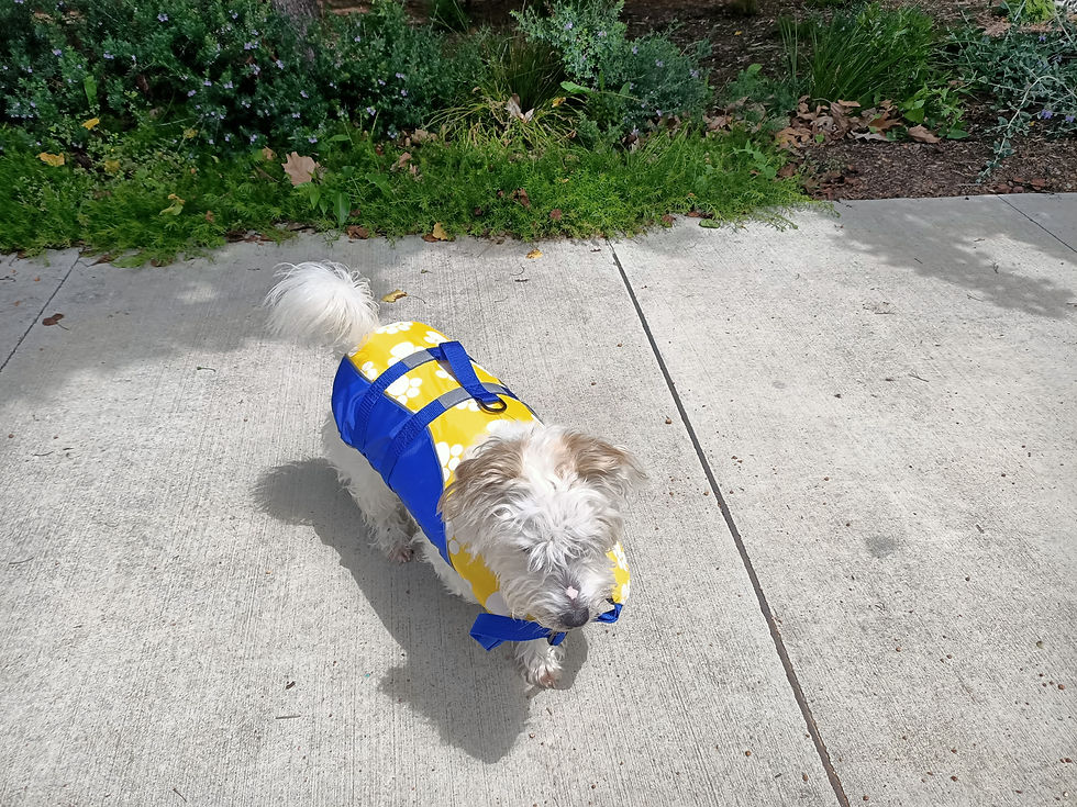 Thumbnail: Dog Vest PFD