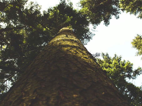 Buffer pools: Why the carbon market needs a new approach to permanence and how insurance can help