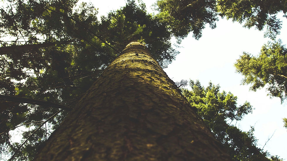 Buffer pools: Why the carbon market needs a new approach to permanence and how insurance can help
