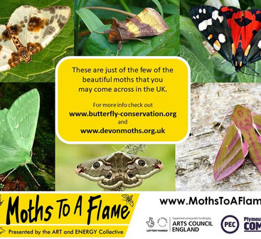 Moth Slide5.jpeg
