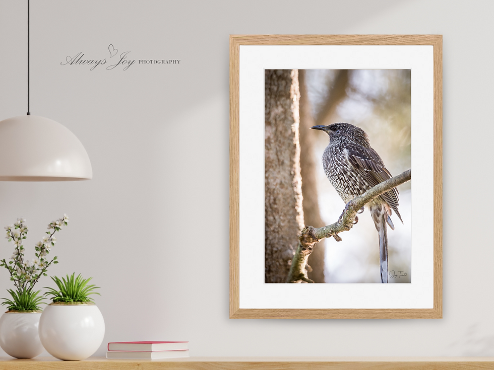 Thumbnail: LITTLEST ONE (Little Wattlebird)