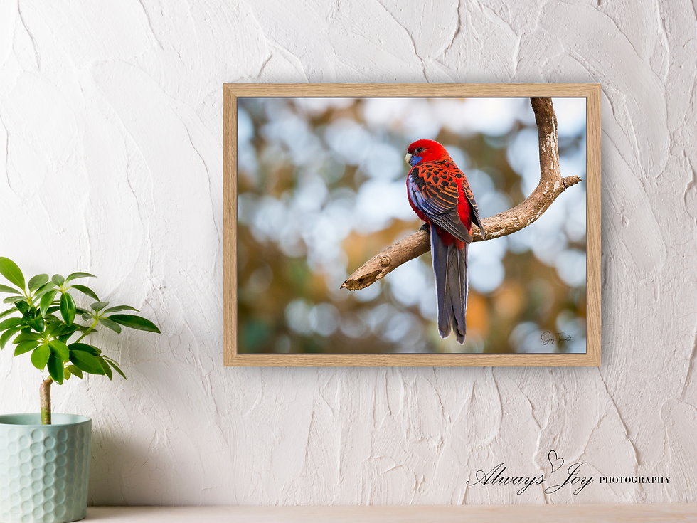 Thumbnail: ROSES ARE RED (Crimson Rosella) Landscape