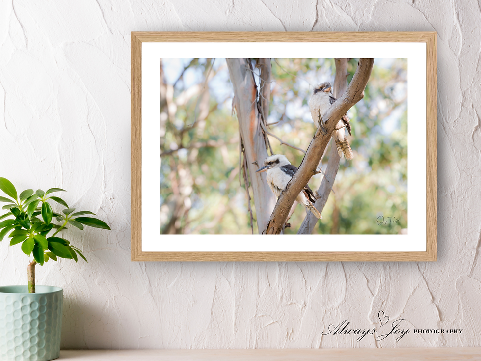 Thumbnail: TAKE A BOUGH (Laughing Kookaburra) Landscape