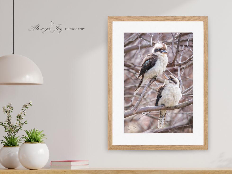 Thumbnail: I SEE YOU (Laughing Kookaburra)