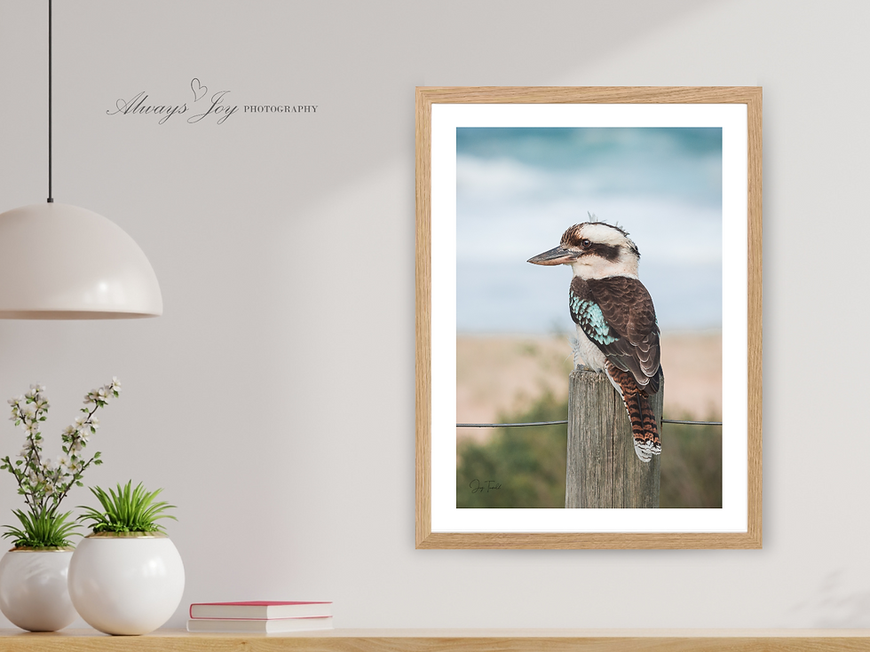 Thumbnail: BEACH WATCH (Laughing Kookaburra) Portrait