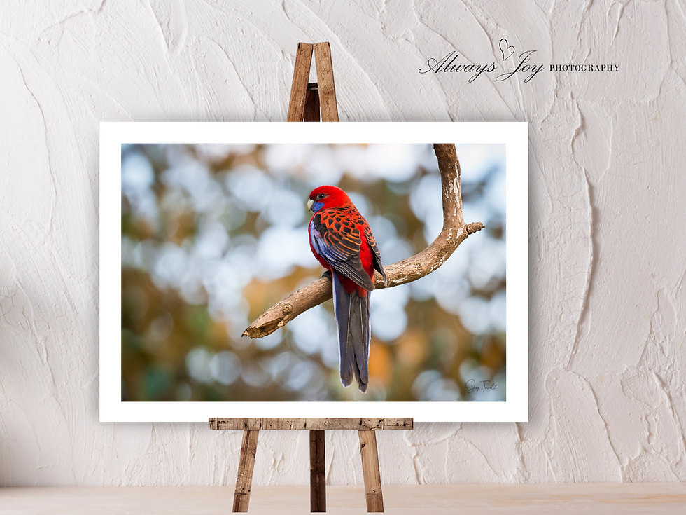 Thumbnail: ROSES ARE RED (Crimson Rosella) Landscape