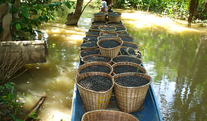 canoa3.jpg