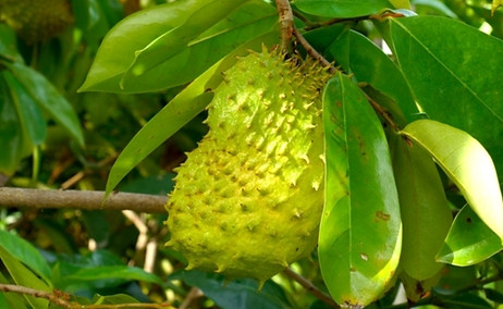 graviola_3551_l.jpg