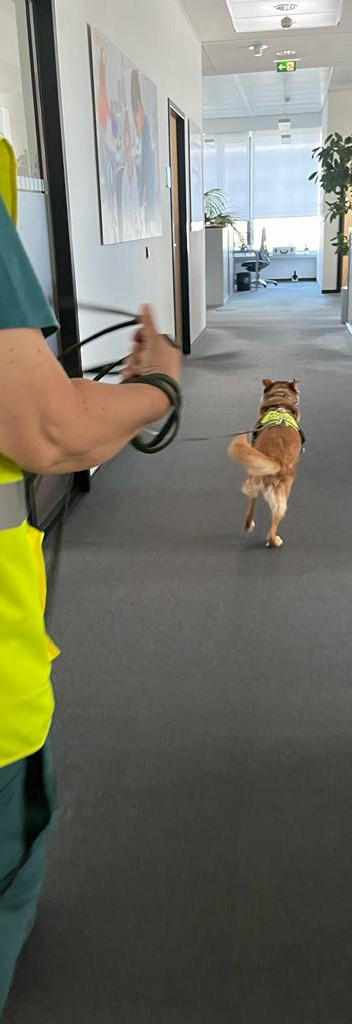 Indoortrail, Hund, Personensuche Büro