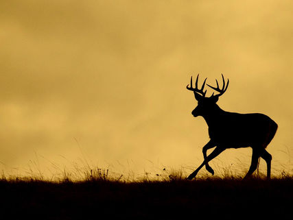 CN Wildlife Conservation to host third annual controlled deer hunts