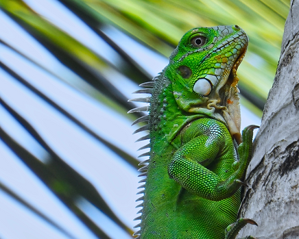 iguana.png